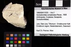 Foto (Objket + Etiketten) von Goniodromites complanatus (Reuss, 1858) 